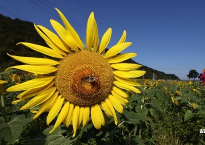 [포토] 활짝 핀 해바라기와 파란 하늘