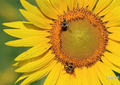 [포토] 만개한 해바라기와 꿀벌