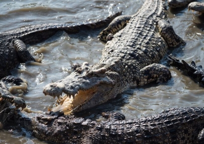 "살아있는 악어의 코 잡고 머리 잘라"…동물보호연합, 학살 중단 촉구