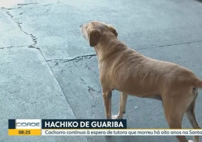 아는지 모르는지…주인 숨진 병원서 8년째 머물던 강아지 결국