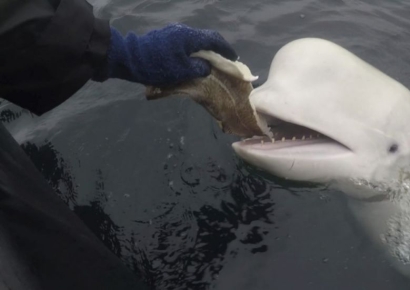 북유럽 누비던 '러 스파이' 의심 돌고래 사체, 노르웨이 바다서 발견