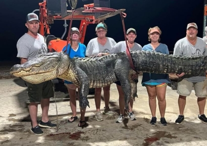 "이렇게 클줄은 몰랐다"…몸길이만 4m 넘는 초대형 악어 美서 포획