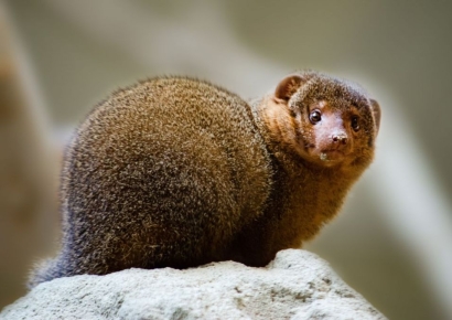 30마리 들여왔다가 생태계 초토화…일본 "30년만에 몽구스 퇴출"