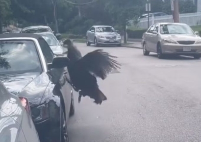 "칠면조가 쪼아댔어요"…엉망된 차에 붙은 쪽지 진짜였네(영상)