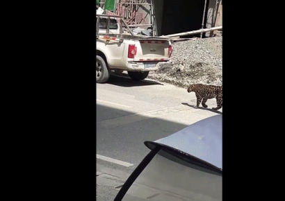 중국 마을서 야생표범 출몰…주민들 피하지 않고 영상찍기 바빠