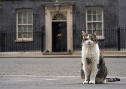 팔로워 90만명 英 관저 터줏대감 '쥐잡이 수석'…총리가 고양이 눈치를?