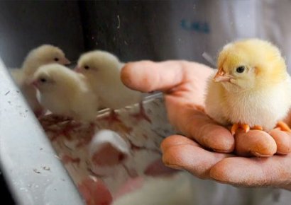 손끝으로 만지고 또 만져…이 한국인이 좌지우지했던 '닭고기 산업'[뉴잡스]