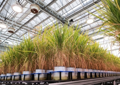 [르포]벼·콩 120일간 정밀 촬영해 슈퍼컴 분석…가뭄·병해충 강한 품종 찾는 '디지털 육종'