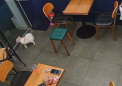 "무인카페에 강아지 풀어놓고 배설물까지, 상식적인 건가요?"