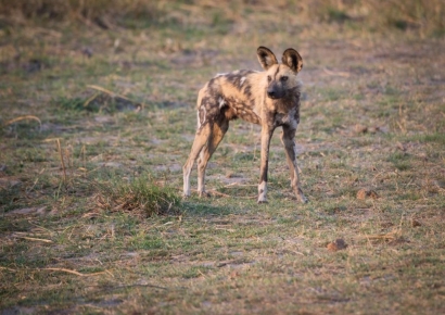 "들개가 내 차를 씹고 뜯고 맛봤다"…차주의 하소연