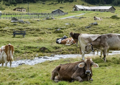 남의 농장 말·염소 향해 '탕탕탕'…81마리 죽인 미국 남성