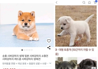 "시바견 택배 배송 합니다"…쿠팡 반려견 온라인 판매글 게시 논란