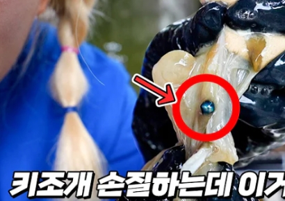 키조개에서 흑진주 발견한 유튜버 "로또 맞은 기분"