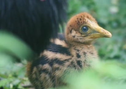 "사람도 죽인다"…'가장 위험한 새' 노력 끝 부화 성공한 영국