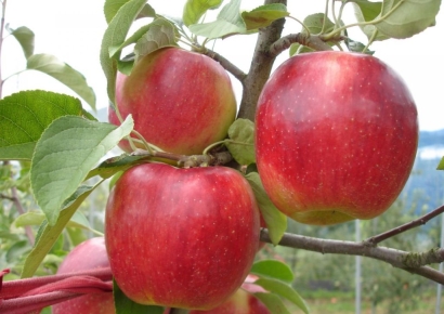추석 과일 맛있어진 이유 있네…"국내 육성 사과 보급률 22.4%"