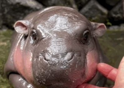 "걸어다니는 귀여운 소시지"…푸바오급 인기라는 태국 새끼 하마