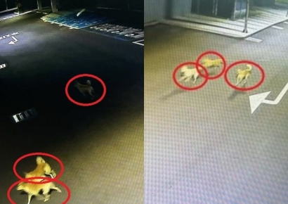 "산책하는데 들개 10여마리 달려와"…공포에 휩싸인 대구 주민들