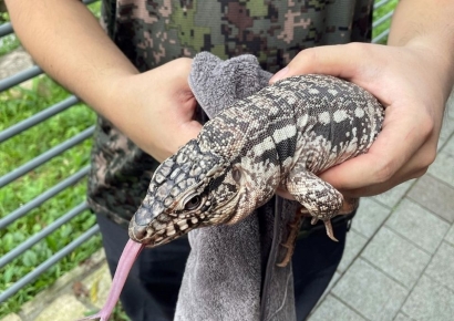 김포 아파트 단지서 산책 중 도마뱀 탈출 소동…포획 완료(종합)