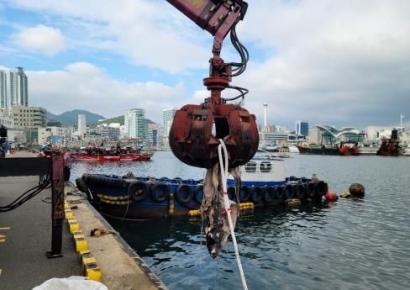 부산 자갈치 선착장서 청새리상어 사체 발견…공격성 강해