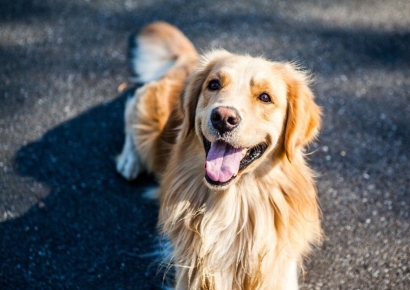 목줄 없는 개에 놀라 유산…법원 "견주가 1700만원 배상"