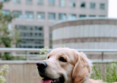 목줄안한 개에 놀라 유산한 중국 여성…법원 "견주 1700만원 배상해야"