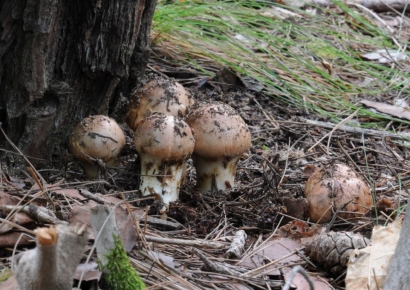 송이 1㎏당 160만원 '최고가'…기후변화에 더 귀해진 양양 송이