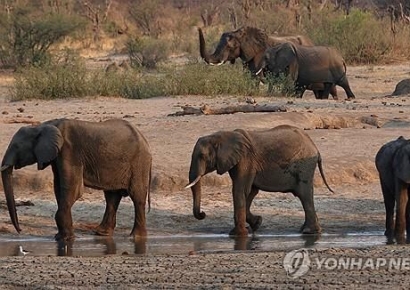 극심한 가뭄에…코끼리 수백마리 잡아 식량 배급