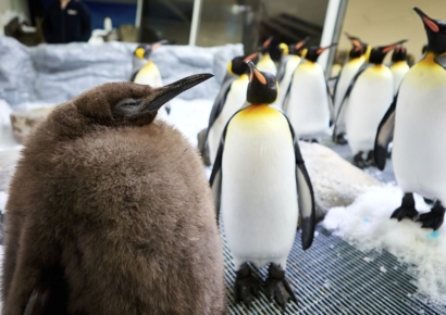 푸바오·무뎅 이어 새끼펭귄 '페스토'…19억뷰 SNS 스타