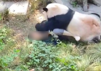 자이언트 판다, 또다시 사육사 공격 …中 '발칵'