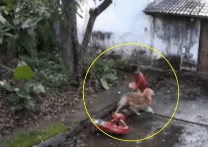 '믿을 수 없는 광경'…반려견이 아이 잡아끌자 바로 나뭇가지 '쿵'[영상]