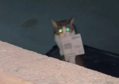 "밥값했네"…영국서 당첨된 복권 물어다 준 고양이 화제