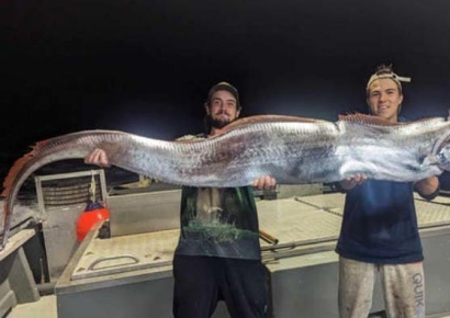 "말 얼굴에 몸통은 물고기"…기괴한 모습의 심해어 잡힌 호주 바다