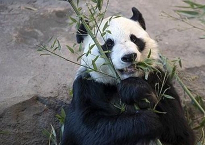 '돈이 너무 들어요'…판다 조기 반환한 핀란드 동물원