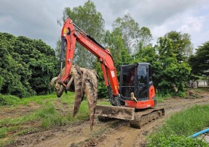 "자식같지만 사람 해칠까 두려워"…태국 악어농장주, 눈물의 살처분 
