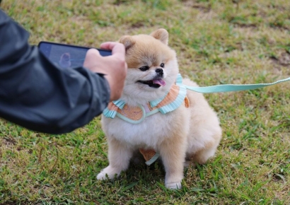 쭉쭉 오르던 의사 소득, 반려동물에 막혔다…무슨 일인가 보니