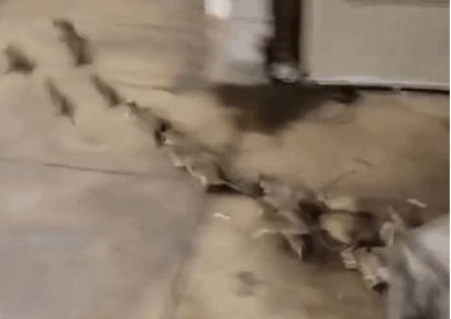 연봉 2억 공무원 이어 결국 피임약 살포…뉴욕시 '쥐떼와의 전쟁'