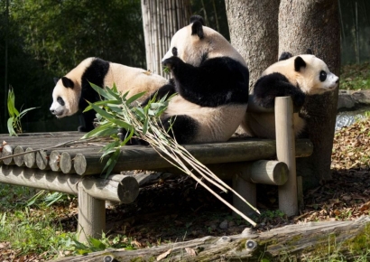 '푸바오 동생' 루이바오·후이바오, 야외 적응 척척…"올해 안에 만나요"