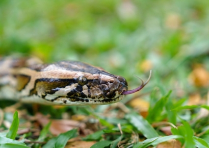 '큰일날 뻔' 만취해 길에서 잠든 남성…2m 비단뱀에 칭칭 감겨