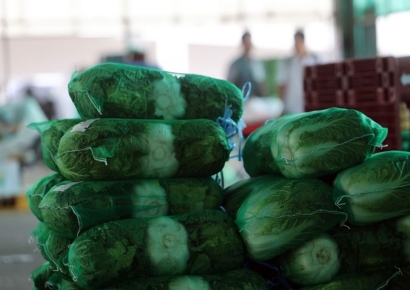 배추값 폭등에 김포족 속출…올해 김장물가는?[조선물가실록]