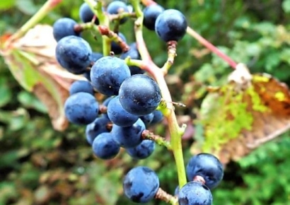 "등산에서 발견하면 횡재"…당뇨 예방·미백에 탁월하다는 '이 열매' 