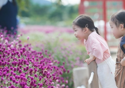 양주 나리농원 천일홍 꽃밭, 나들이 명소로 인기몰이