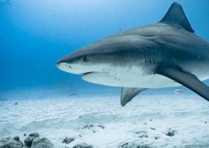 "허리케인 얼마나 강했으면"…바다서 16㎞ 떨어진 호수서 상어 발견