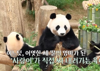 '푸바오 동생' 쌍둥이 아기 판다 육아일기 조회수 2500만건 돌파