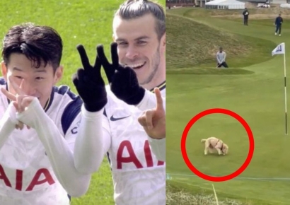 골프대회 나간 '손흥민 동료’ 골프공, 강아지가 물고 도망가