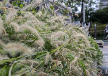 [포토] 가을 손짓하는 수크령