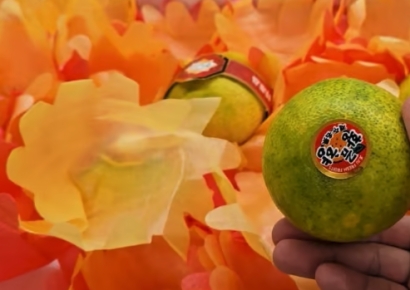 "노란 황금향 골랐는데 뜯어보니 파란색"…제주 여행객에 '바꿔치기' 의혹