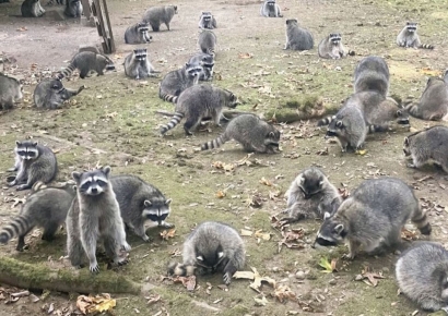 "호의가 잦으니 권리인줄"…여성 집 에워싼 라쿤 100마리 "먹이줘"