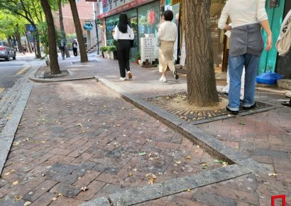 "경로당에서도 이제 안 받아요"…수억 들여 가로수 교체하는 서울시