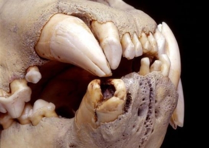 "충치서 사람 DNA 검출"…악명 높던 수십명 해친 '케냐 사자' 분석 결과