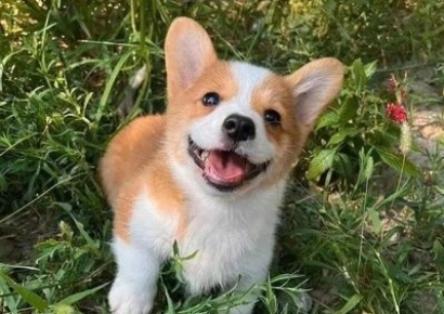 '예비' 꼬리표 떼고 정식 임무 시작한 댕댕이…중국 첫 '코기' 경찰견